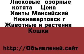  Ласковые, озорные котята. › Цена ­ 5 - Ханты-Мансийский, Нижневартовск г. Животные и растения » Кошки   